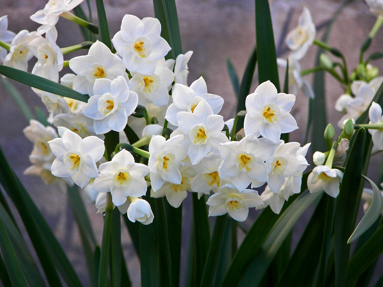 One Of The Most Beautiful Winter Flowers Of Crete, Narcissus Tazetta